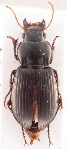 Amara aulica